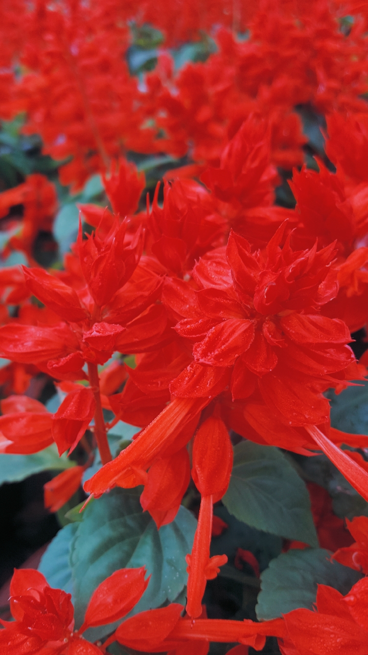 火红艳丽的红串串花太漂亮了