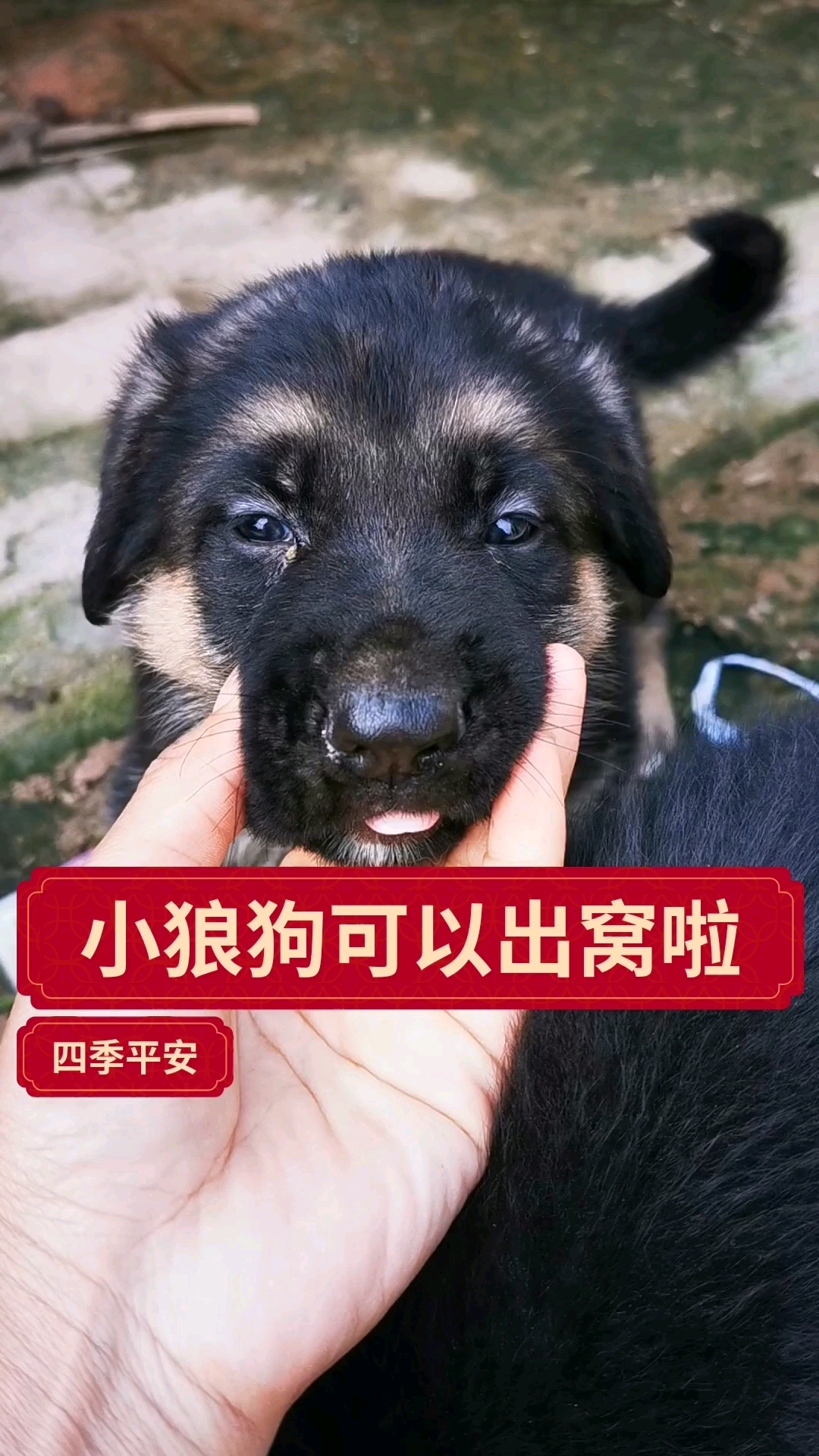 小狼狗二到三个月
