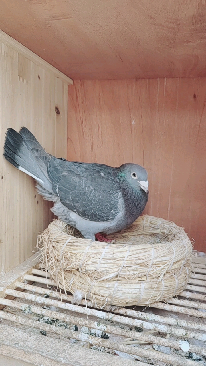 音为有你#杨阿腾紫罗兰黑砖种雄,我家功勋种鸽.-度小视