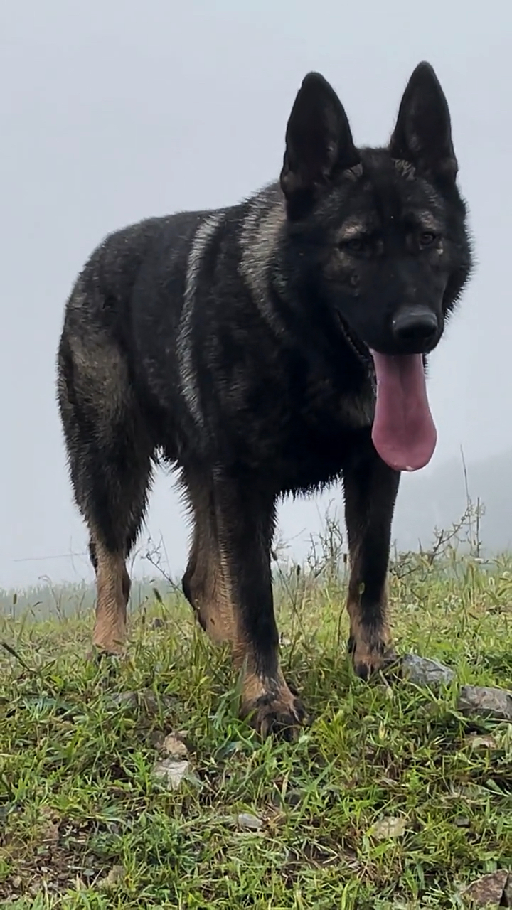 东德牧羊犬深灰东德的魅力