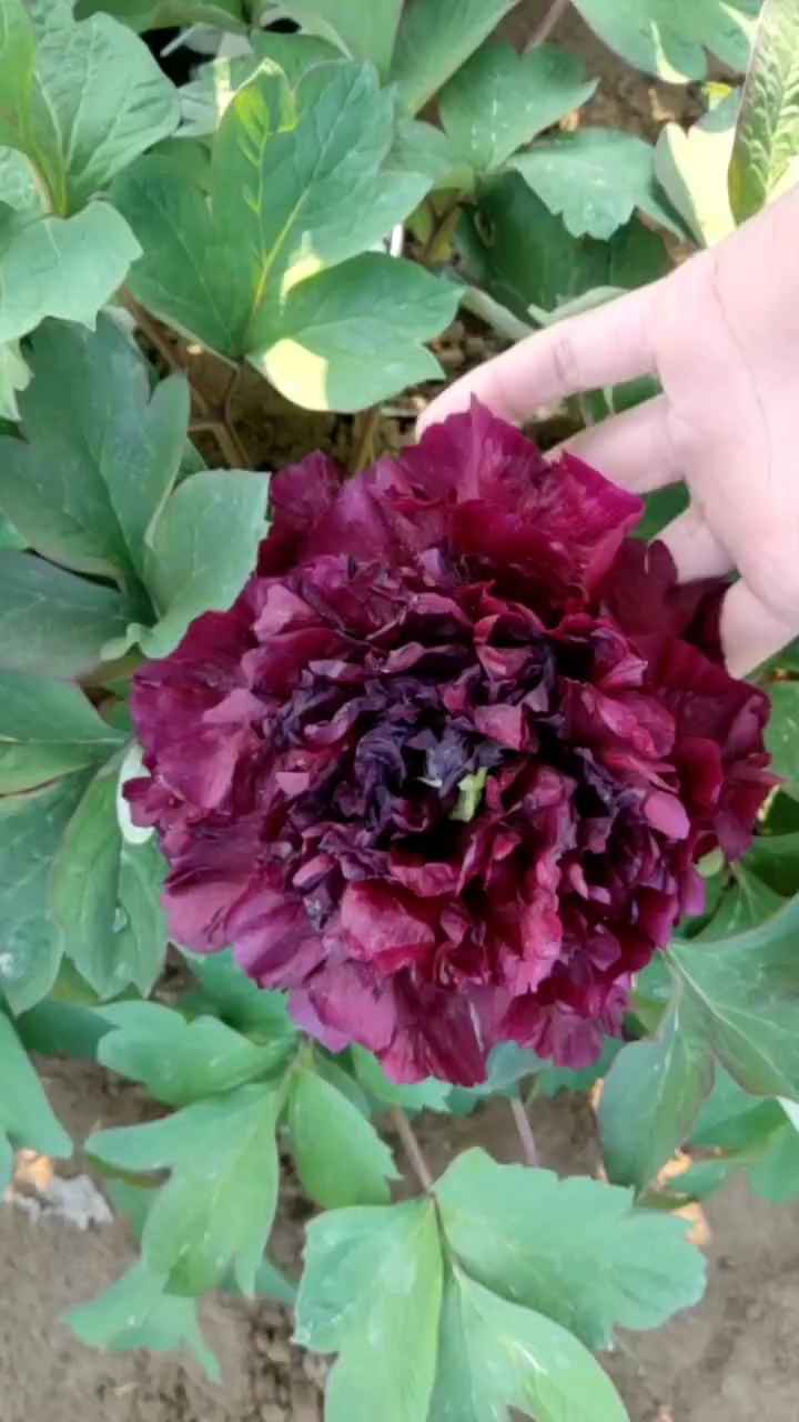 牡丹#黑牡丹,冠世墨玉