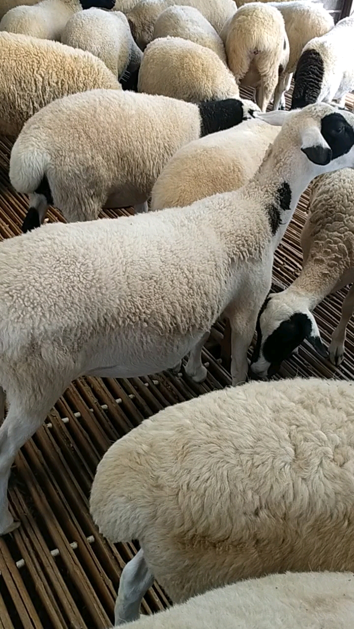杜寒杂交羊多胎多羔好饲养产羔率高长势最快的羊