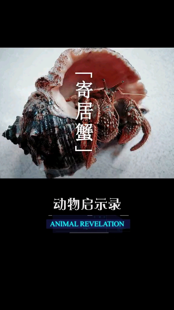 《动物启示录》亲情不只是物质,更要一碗水端平