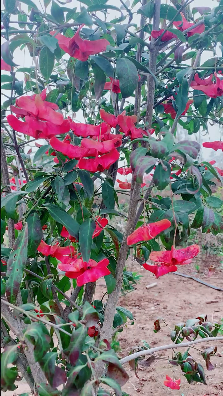 金丝吊蝴蝶,又称摇钱树,红红火火,耐寒耐旱南北方都可以栽植-度小视