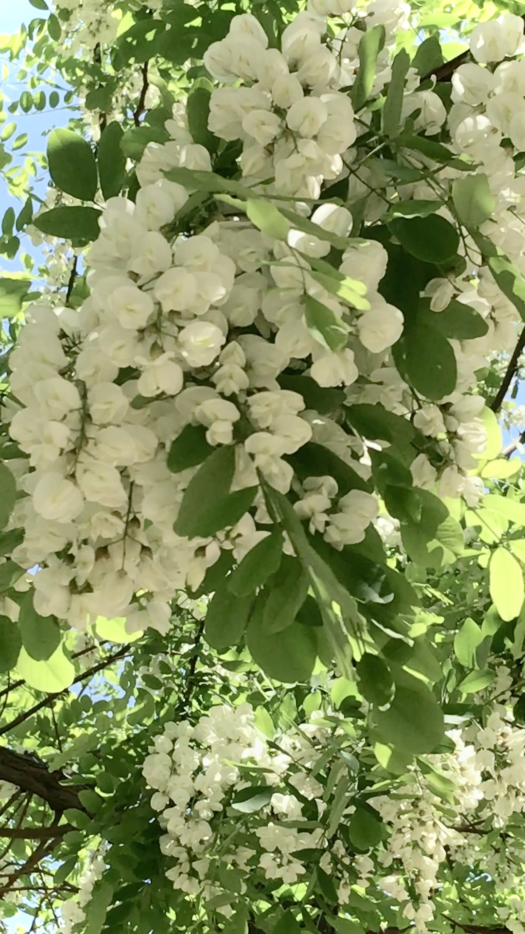 五月槐樹花開