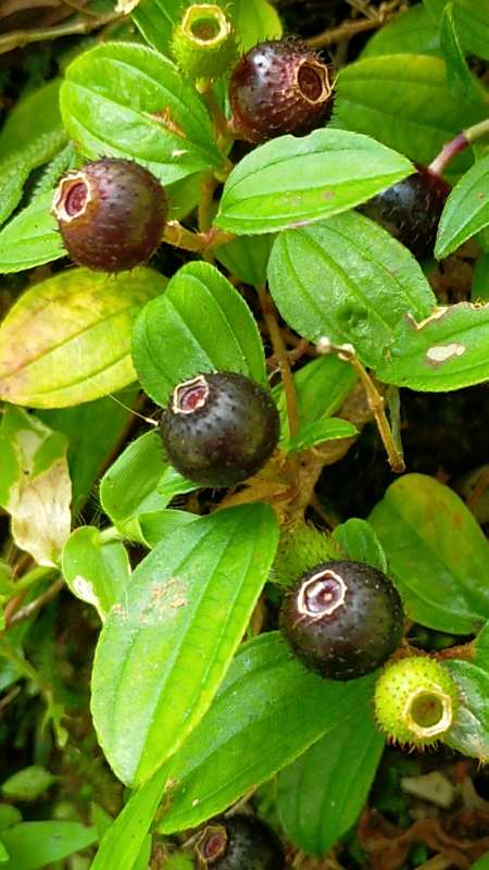 乡村生活#山里的野果子成熟了