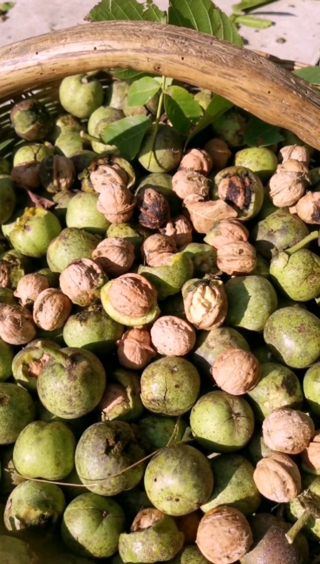 山里土核桃家乡丹凤的核桃成熟了其果形好含油率高品质优良