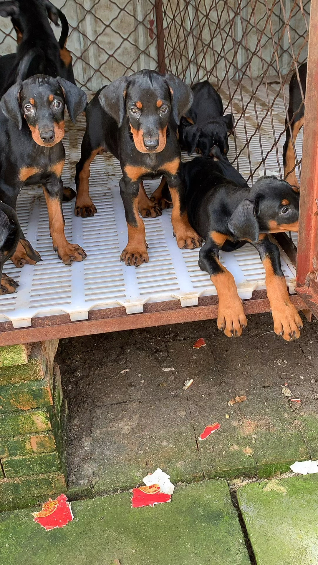 杜宾犬喜欢原生态杜宾犬吗