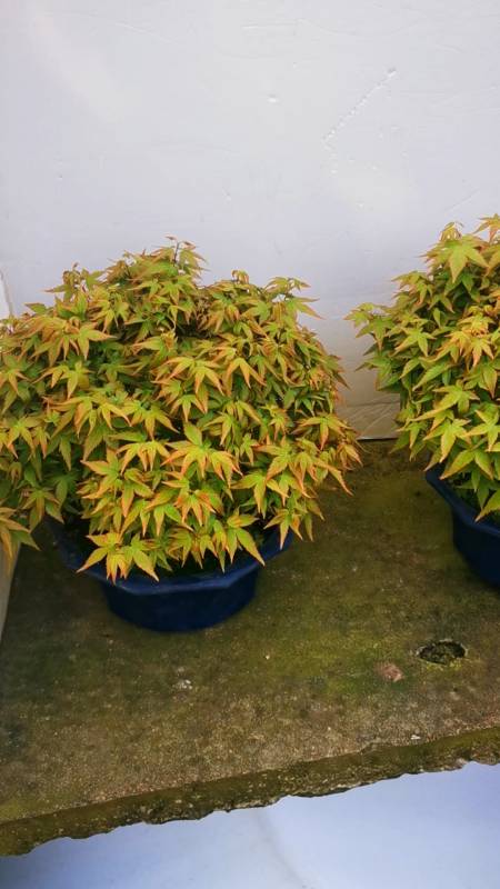 清姬枫树盆景喜欢的盆友关注