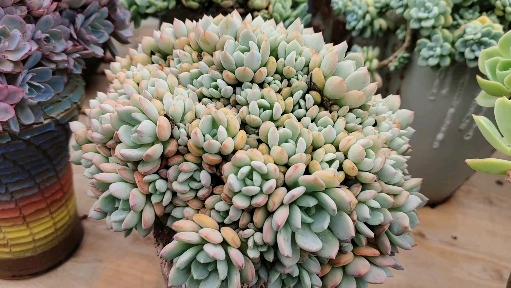 多肉植物#格林手捧花的标准造型,你心动了吗?