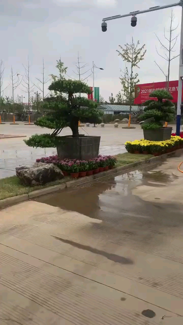 罗汉松,这样搭配,还是挺美哈