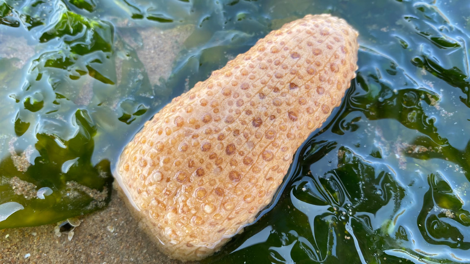 春日心愿旅行地#二强赶海,退潮的水坑里发现海玉米,夜里它会发出耀眼