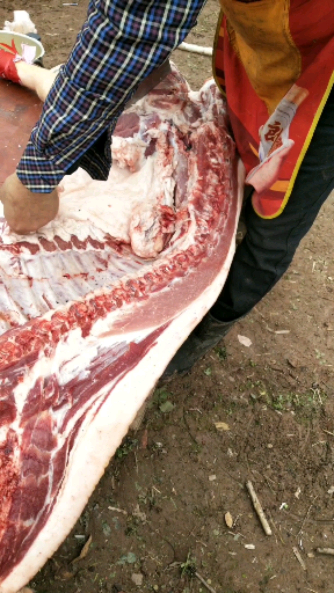 猪尾巴,拱嘴.明天的回礼