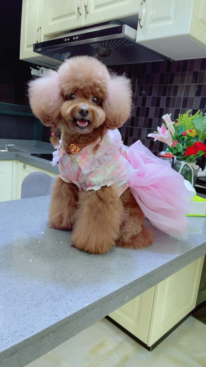 每日萌宠#艾米真的好漂亮,就像邻家小妹妹