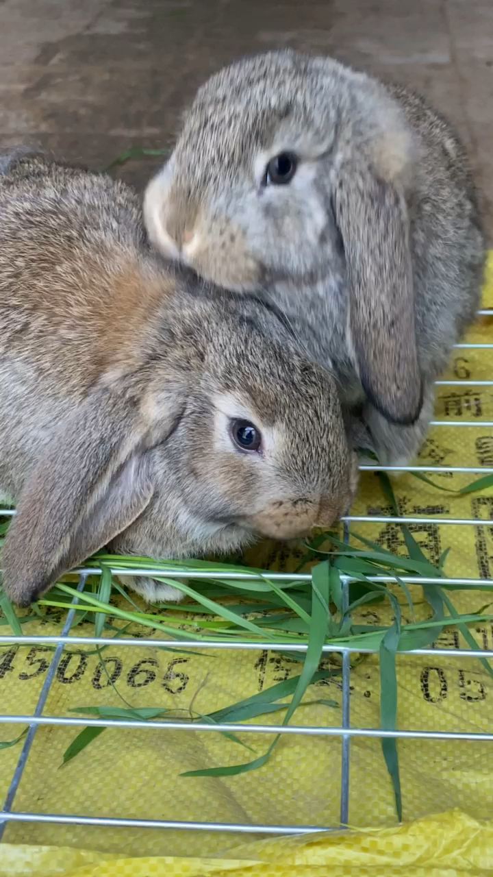 公羊兔长势快成年可以长到20多斤