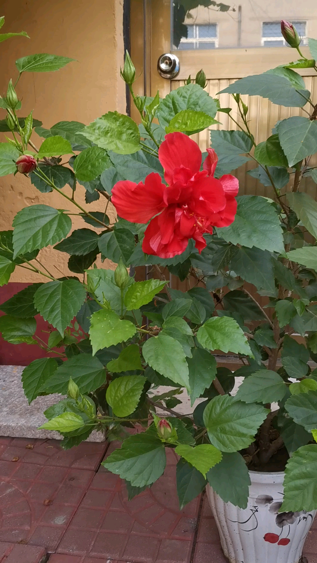 这花叫扶桑花,在我们这儿也叫桑叶牡丹,望大家不要纠结