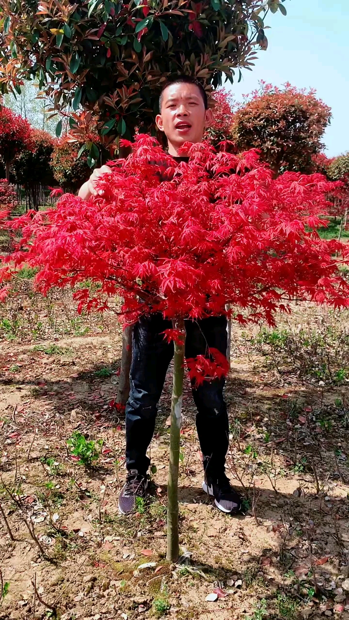 红舞姬红枫红红火火耐寒耐旱适合庭院别墅农家小院绿化栽植-度小视