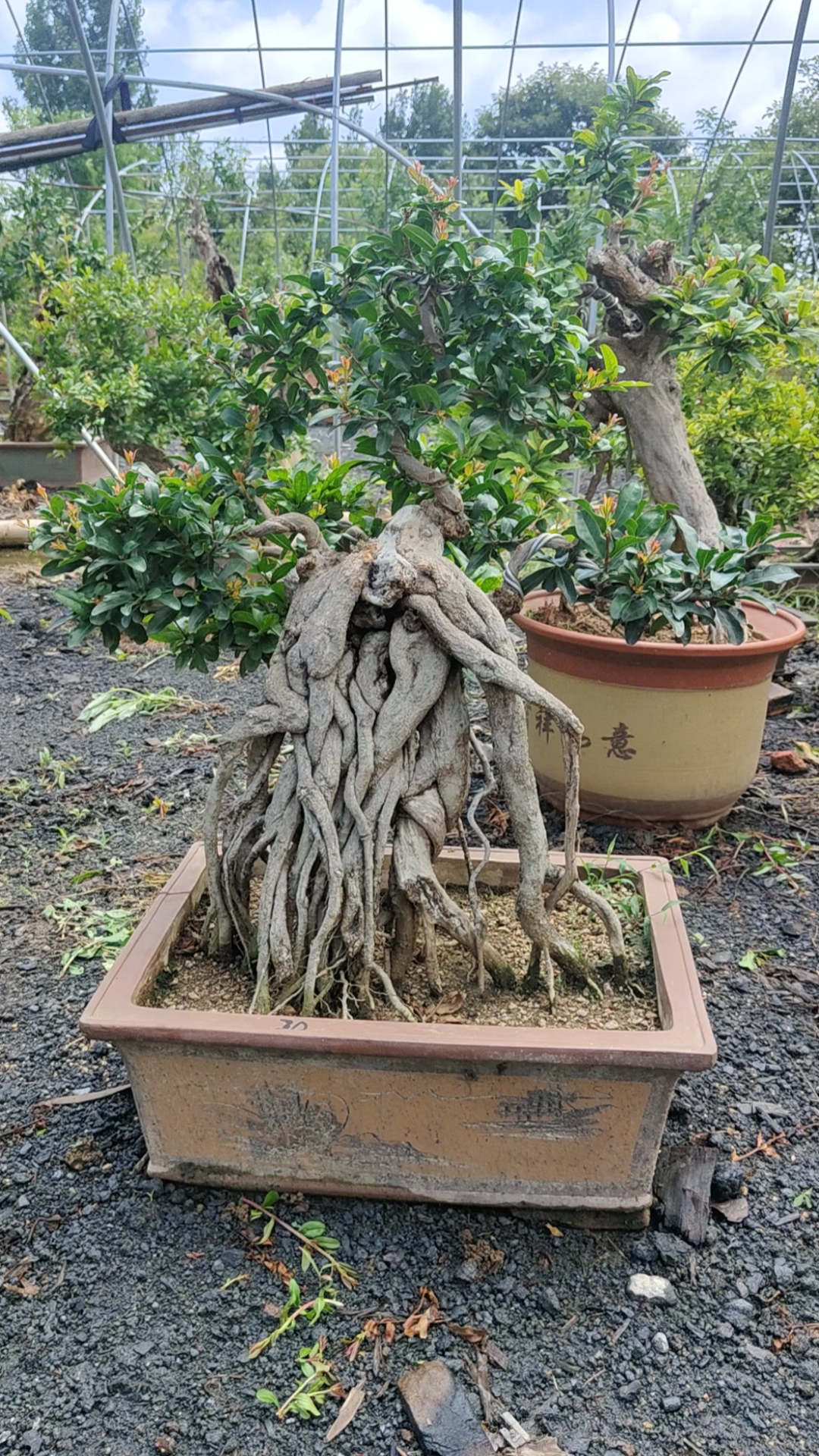 千奇百怪盆景桩#提根老桩石榴盆景,树形优美枝干粗壮,适合阳台阁楼