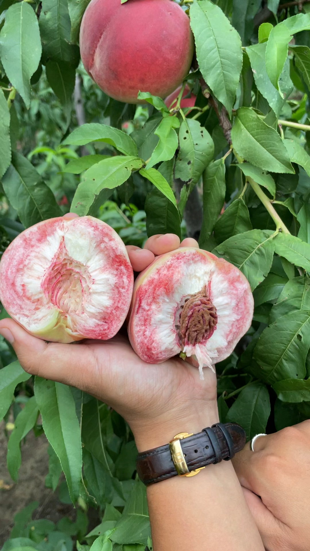 手掰两开大果形离核桃"奥红"