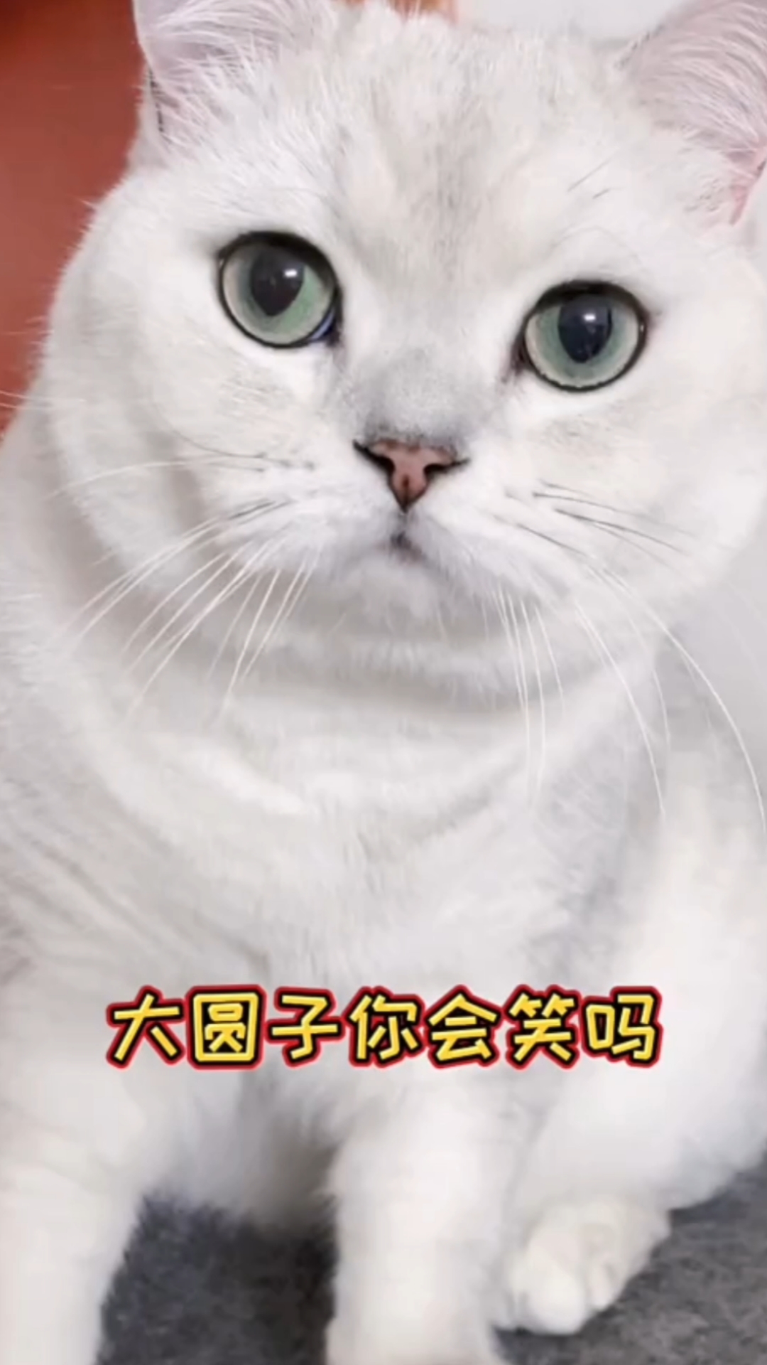 猫咪日记喜欢笑起来的大圆子吗06