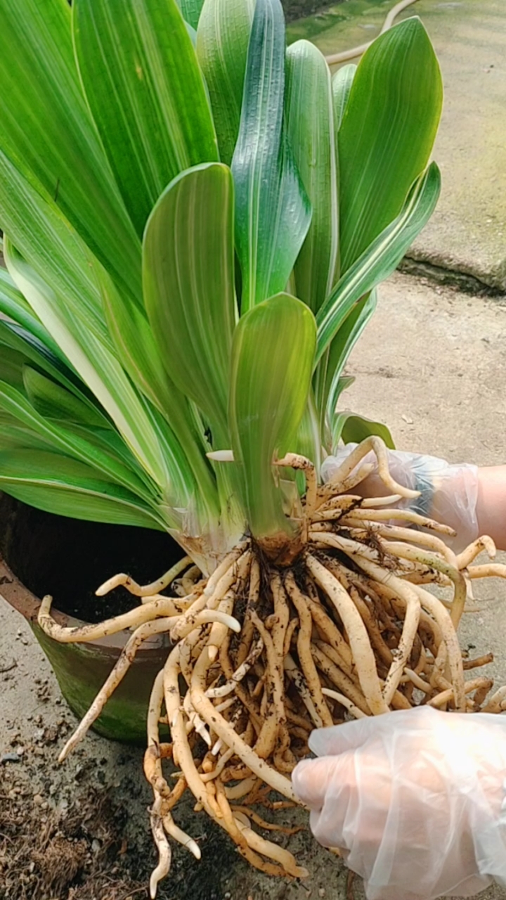 君子兰家庭养殖经验分享#如何把群兰分开-度小视