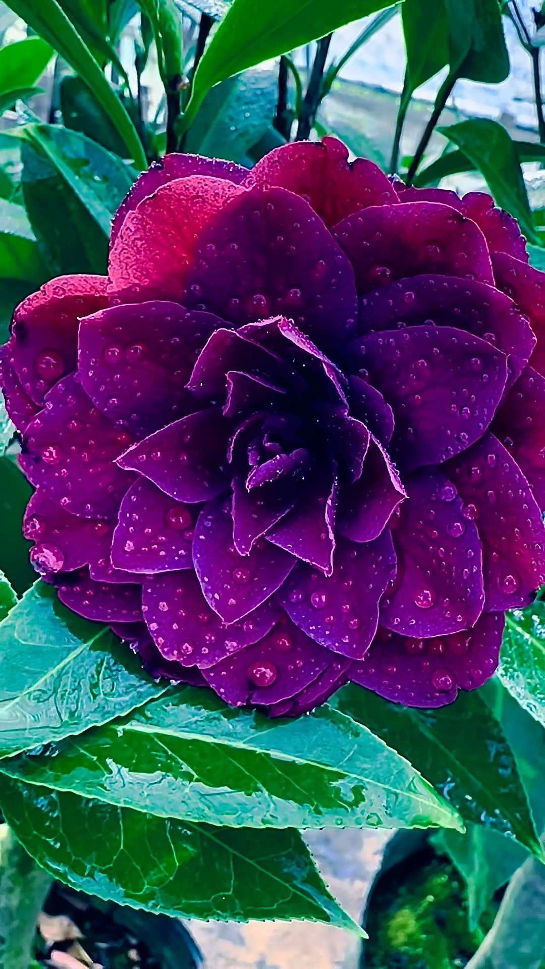 复色紫玫瑰茶花图片