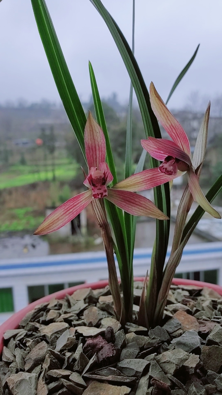 春兰彩花太美了