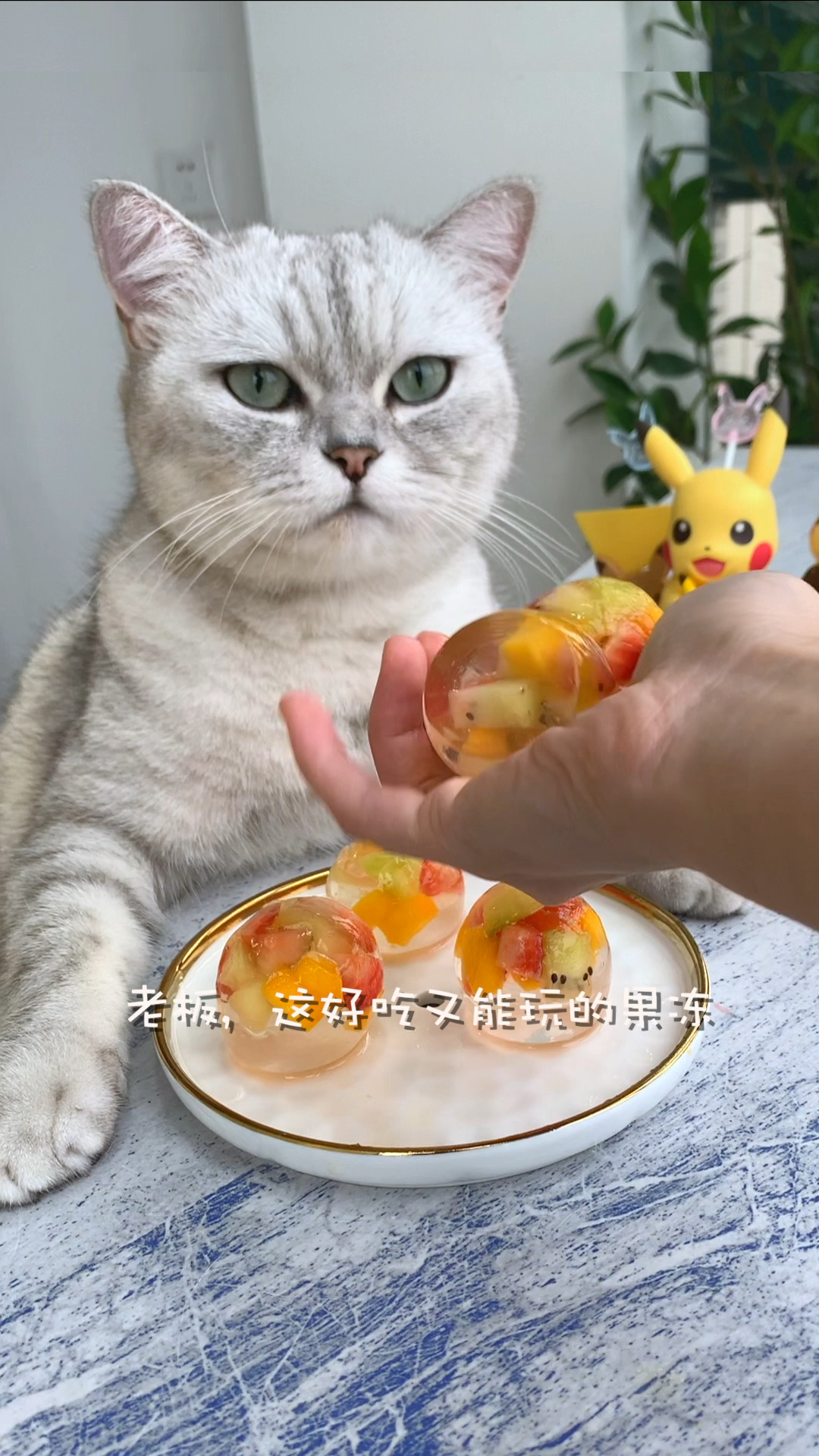 猫咪日记猫王用鸡蛋壳做了个果冻铲屎的居然把玩了起来