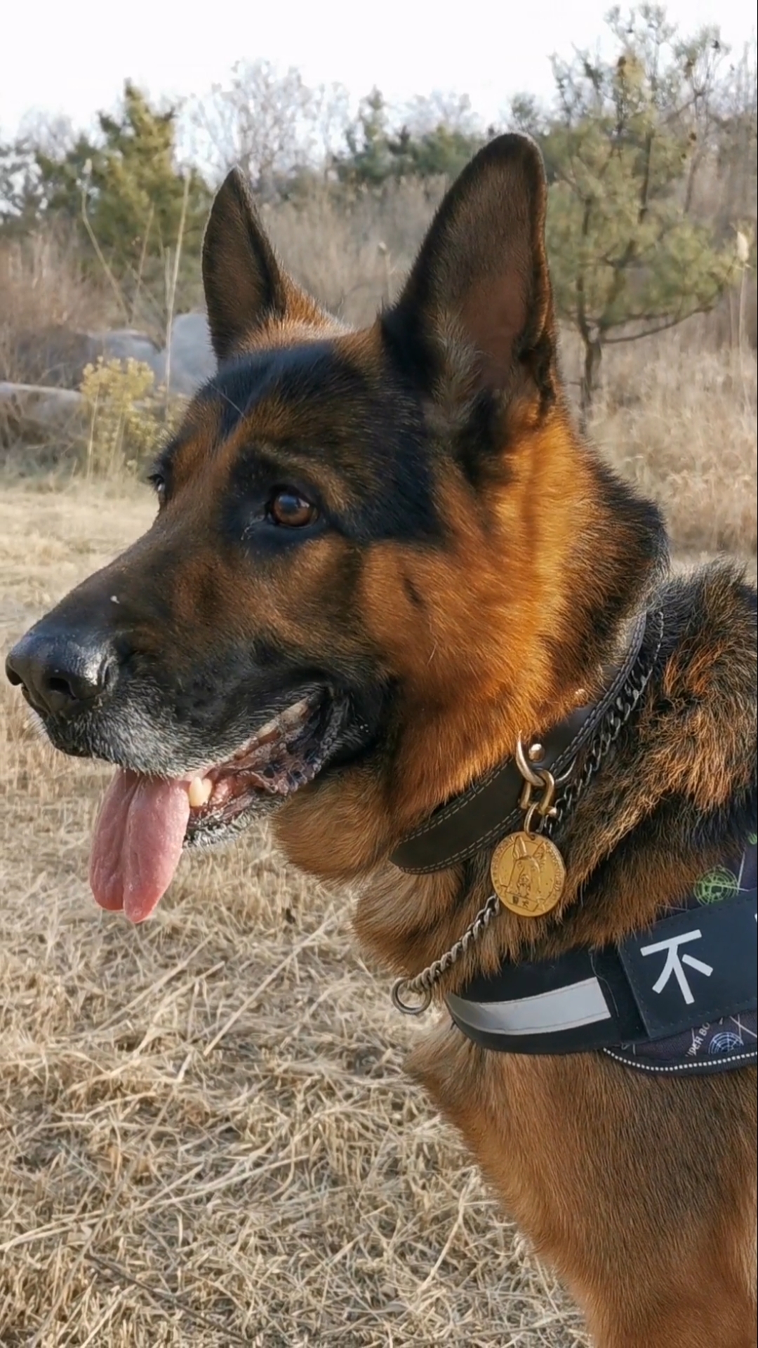 德牧真的是超帅!