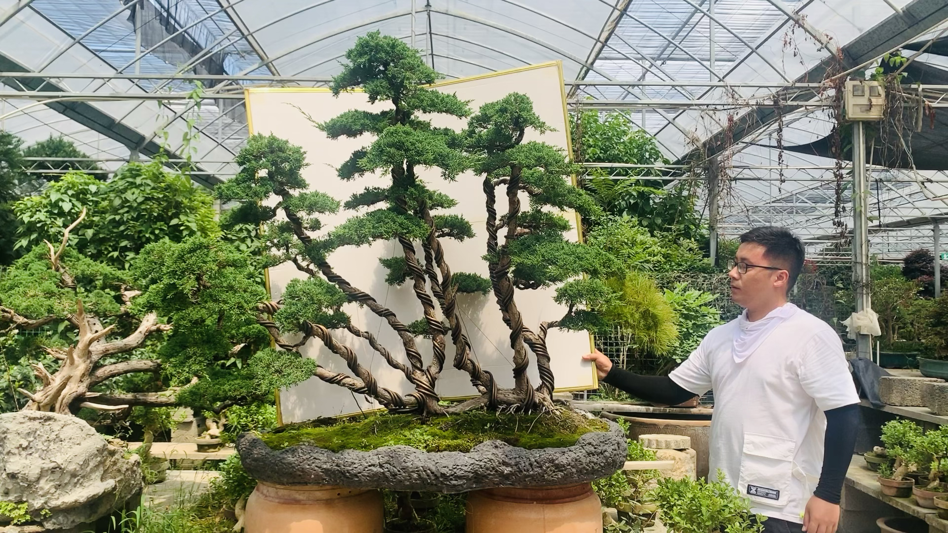 真柏盆景#丛林济州真柏,太适合庭院别墅摆放了