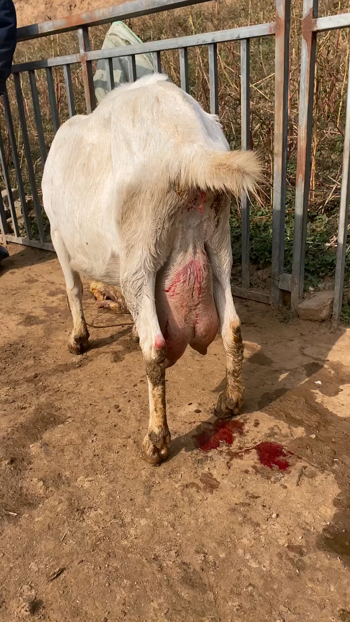 萨能奶山羊#头胎母羊前期奶奶汁浓稠甘甜-度小视