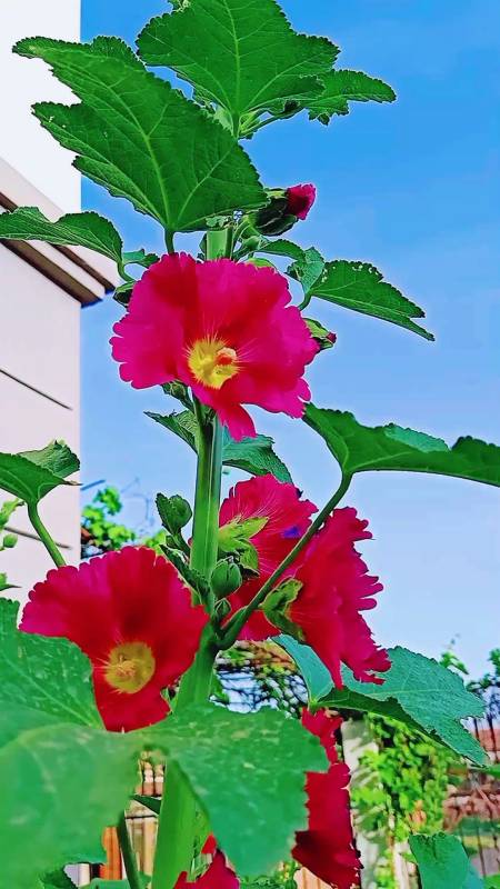 关注793#精彩影视#手机对我来说没用964孙承祖刚和俊英办完事,就让她