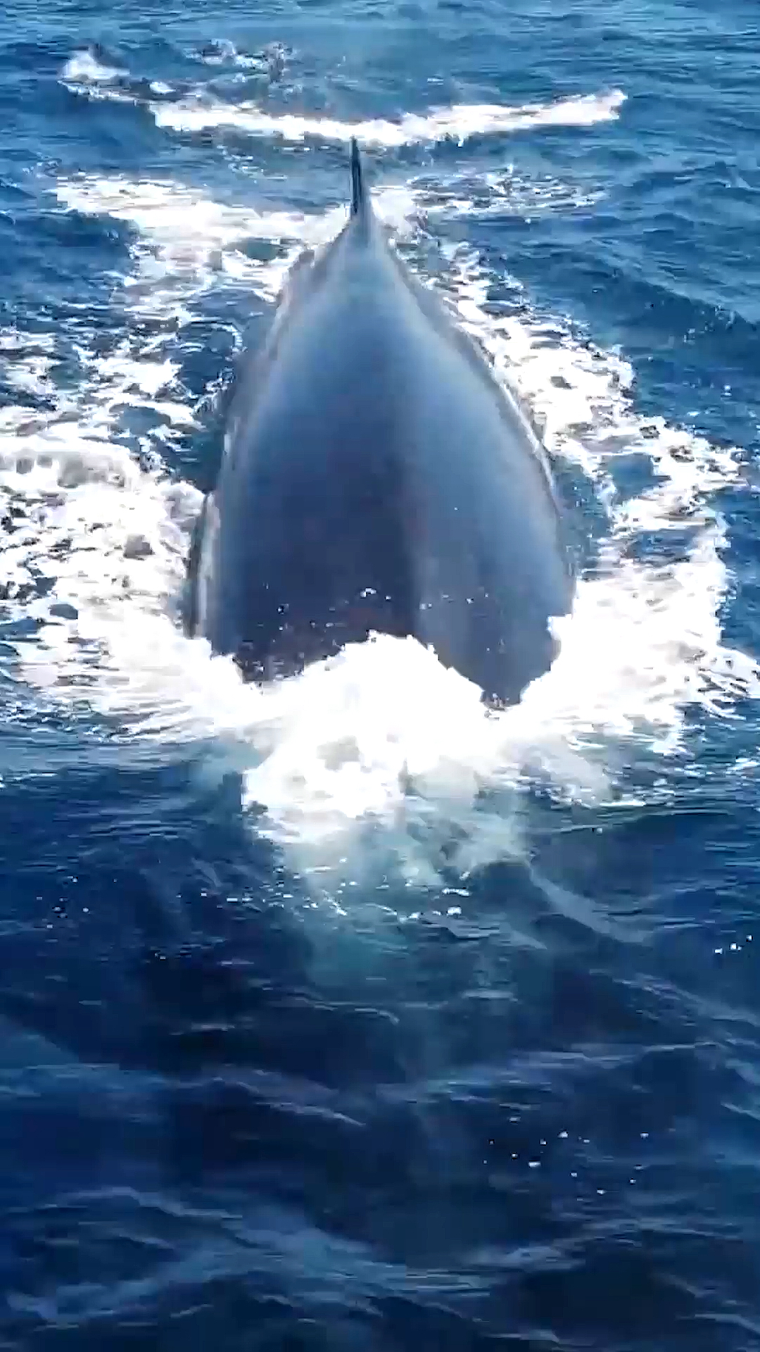 长须鲸深海长须鲸体型仅次于蓝鲸