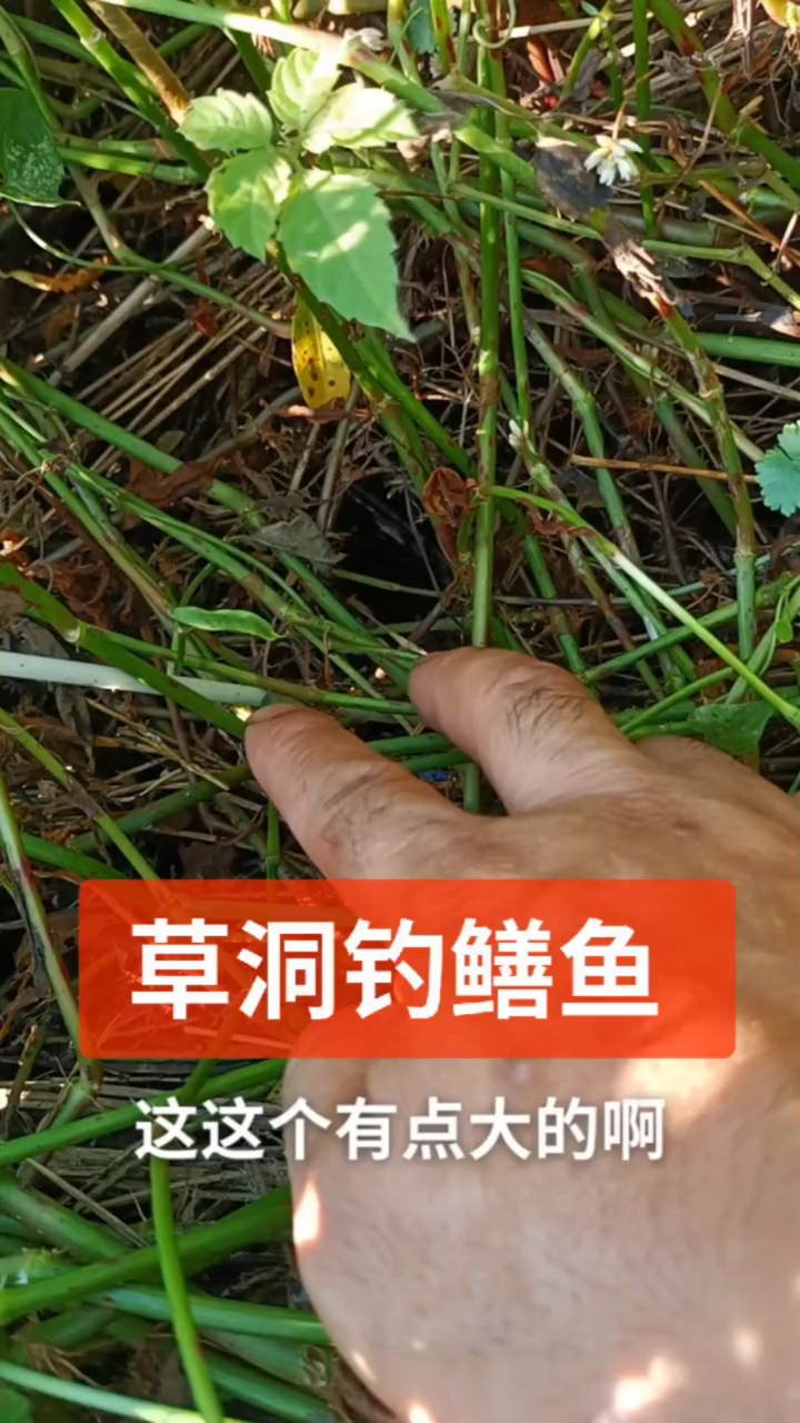 奋斗哥户外#找对一个草坑,有你意想不到的收货.