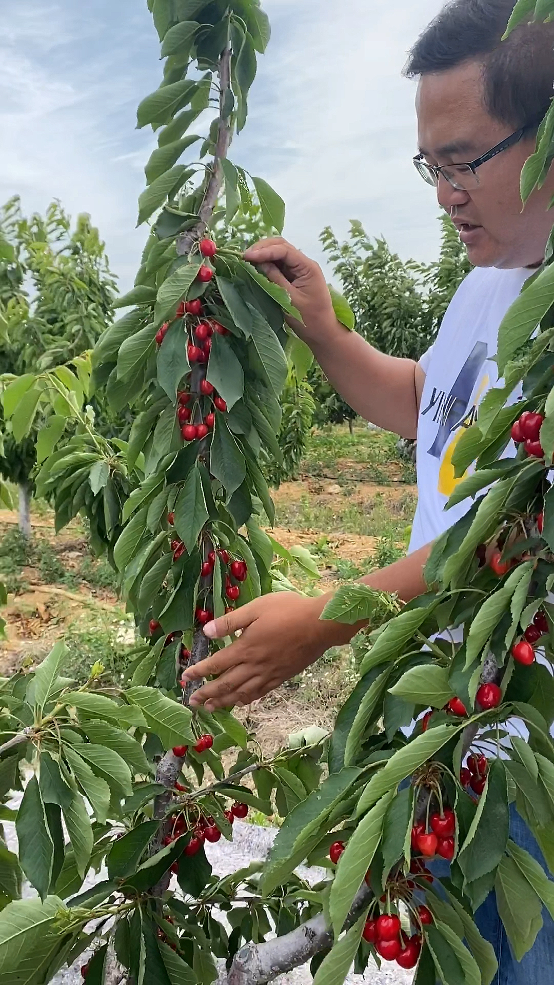 乡村生活#甜樱桃kgb懒汉树形,不用拉枝,30公分左右定杆,产量惊人