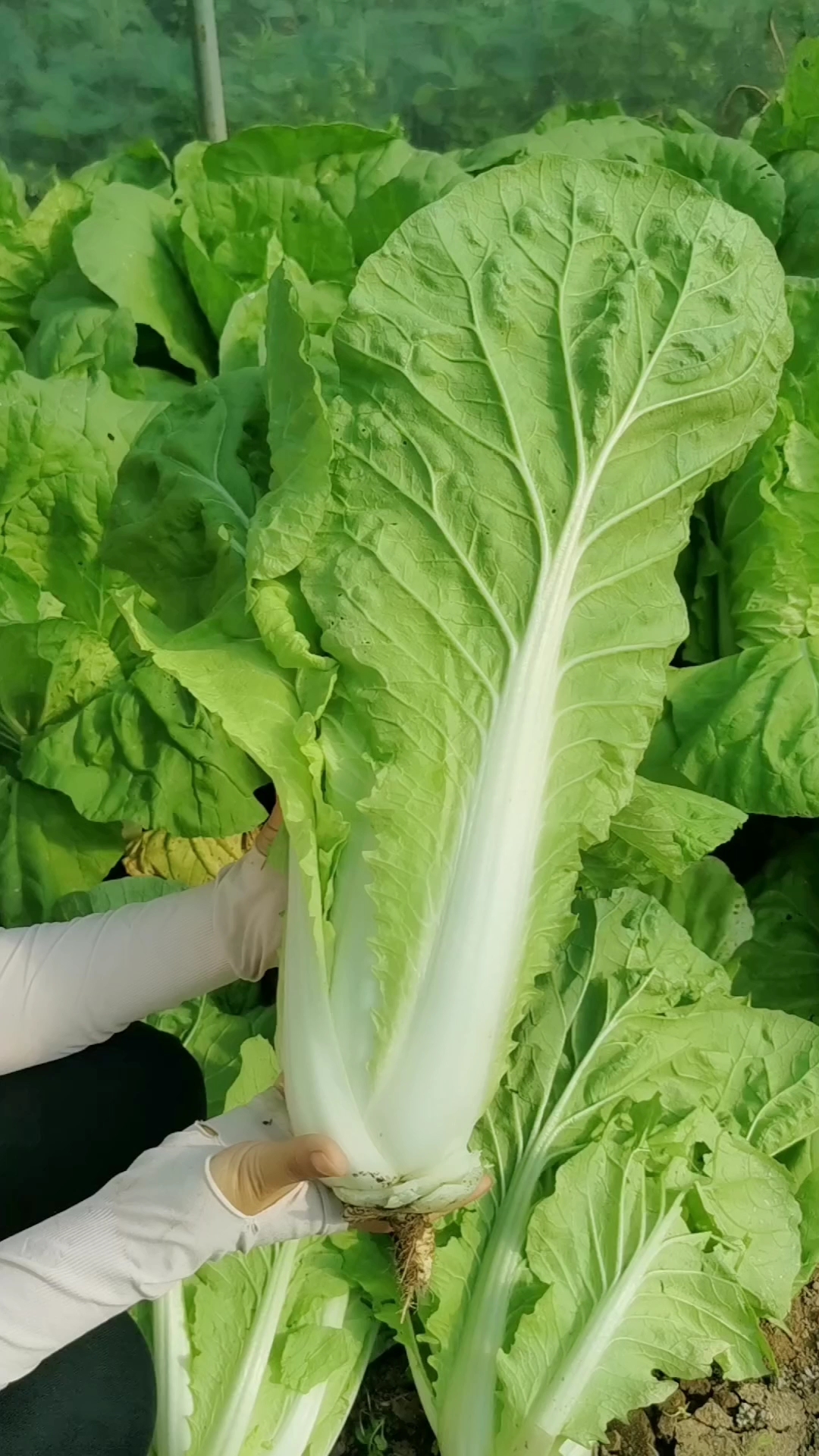 快菜耐热也耐寒,基本上一年四季都可以种,它生长周期短,特别快采收