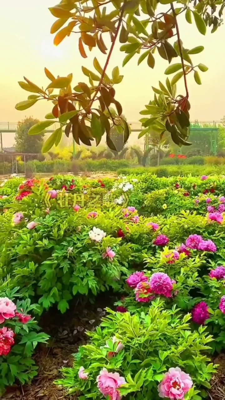 我和春天有个约会#万花丛中过中一点红