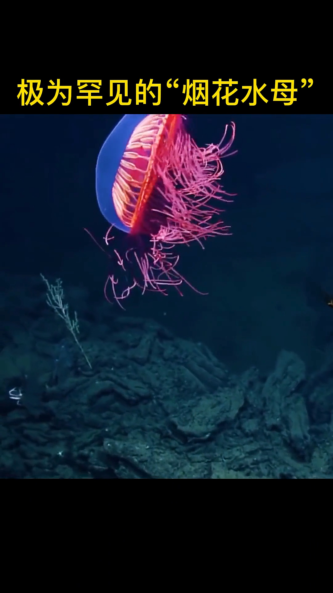 极为罕见的水母烟花真的太漂亮了像假的一样