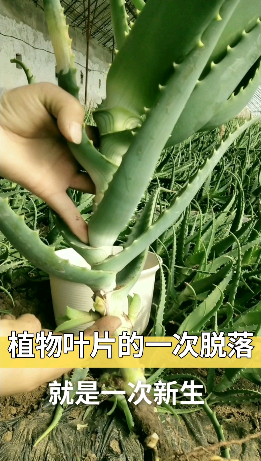 木立芦荟木立芦荟叶片脱落正常及时清理使用