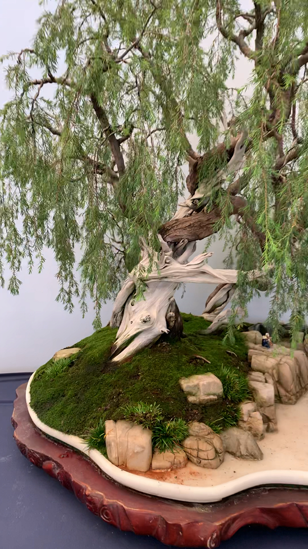 自古人间欢乐多璎珞柏盆景