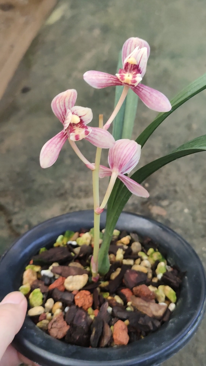 兰花小站#建兰东方红荷