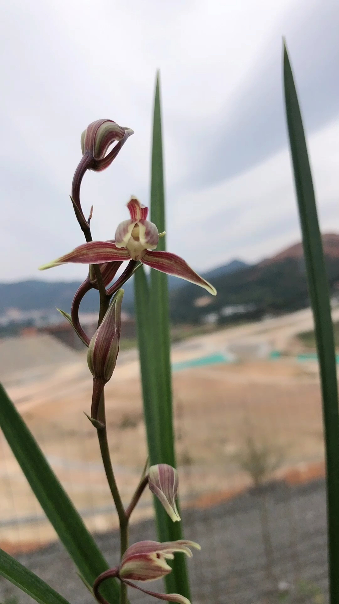 兰花#寒兰红水仙#花色鲜艳花期长