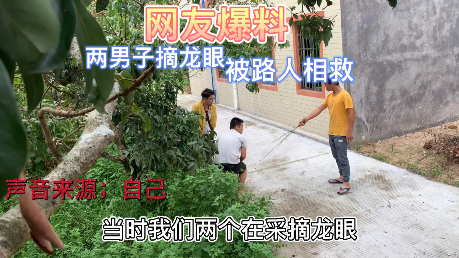 搞笑段子剧两男子摘龙眼被路人相救