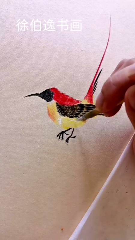 徐伯逸书画#简简单单画一只火尾太阳鸟