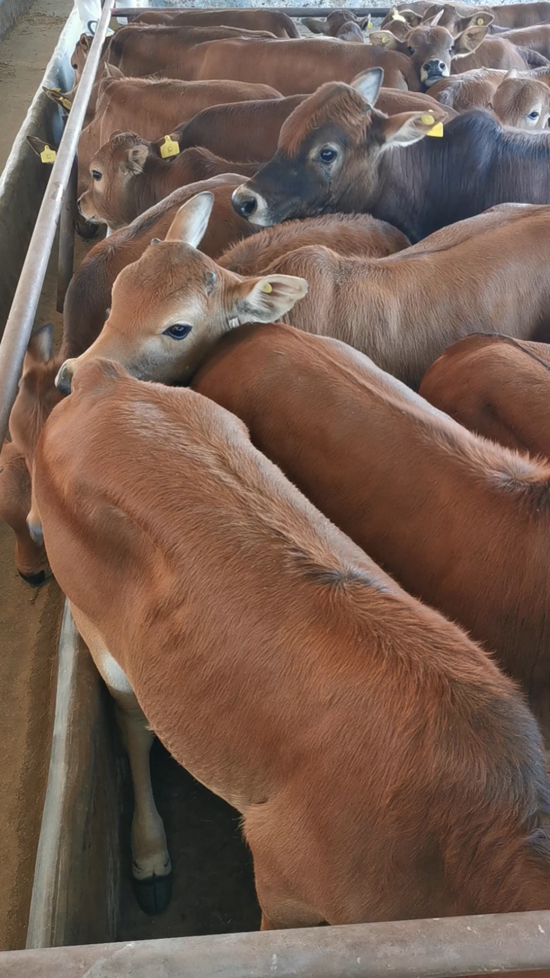 养牛首先要合理规划自己的养殖场.养殖一头牛需要多大地方?