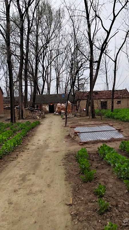 老村庄,老路,老树,老屋,老人——一个豫东农村的乡愁记-度小视