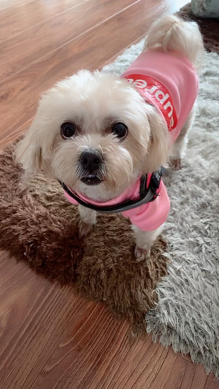 音为有你#很乖的宠物狗胖嘟嘟