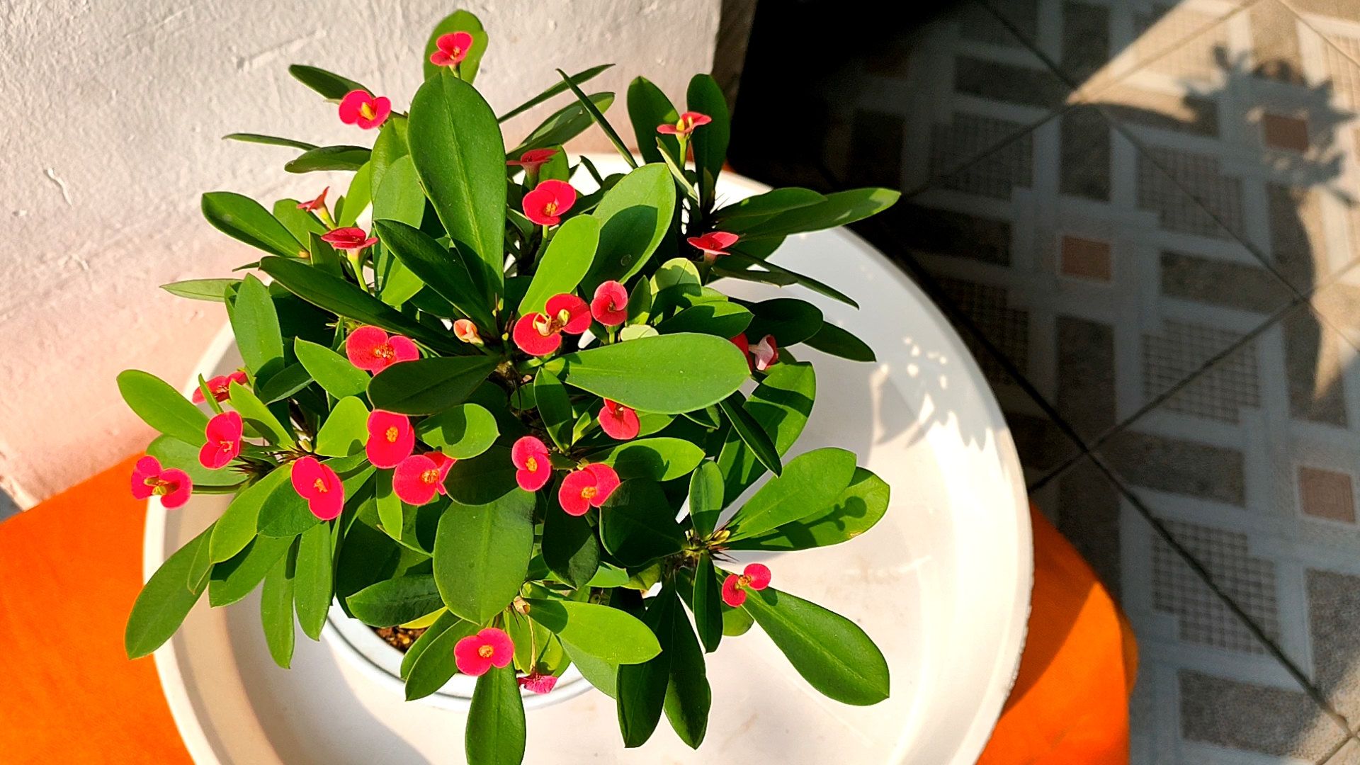 音为有你#冬日暖阳下,娇艳小红花!