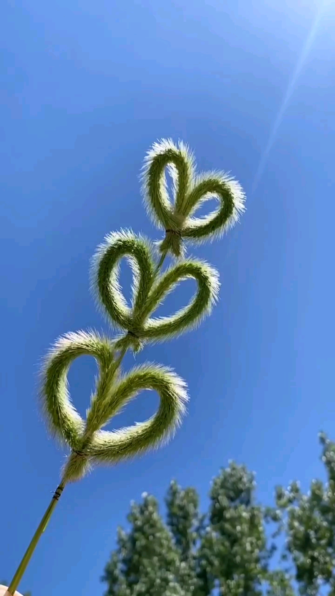 手工制作#路边揪几根狗尾巴草做一个三连爱心-度小视