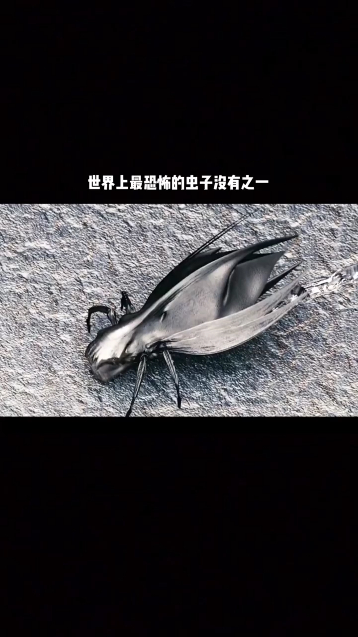 影视剪辑#世界上最恐怖的虫子没有之一
